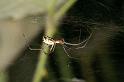 Frontinellina_frutetorum_D5049_Z_85_Les Gris_Frankrijk